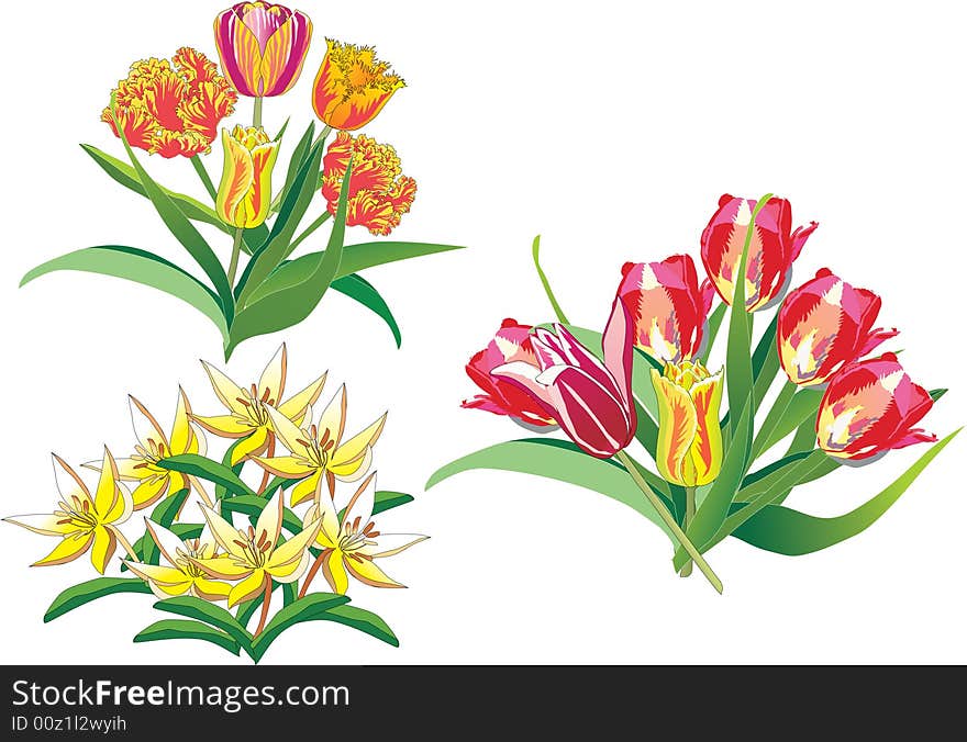 Tulip Bouquets On White