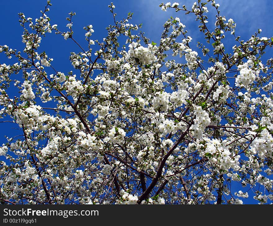 Blossoming cherry tree with blue sky backgroud