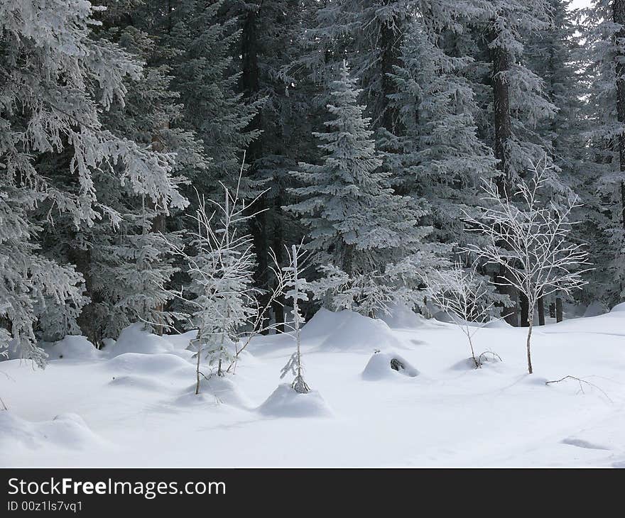 Photos of winter wood in mountains are made in Russia. Photos of winter wood in mountains are made in Russia