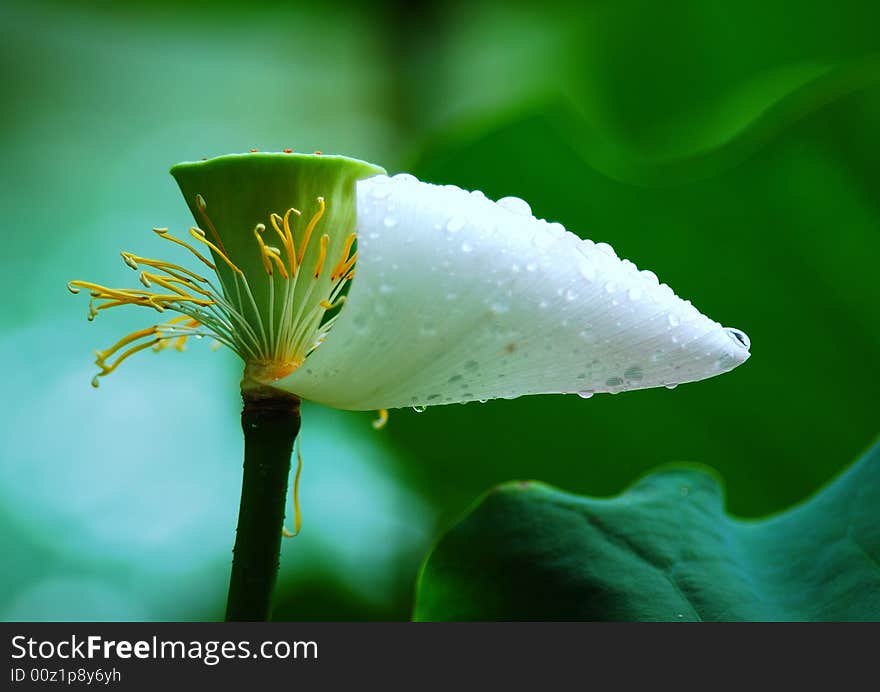 A close-up of a yellow and pink lotus flower with water. A close-up of a yellow and pink lotus flower with water