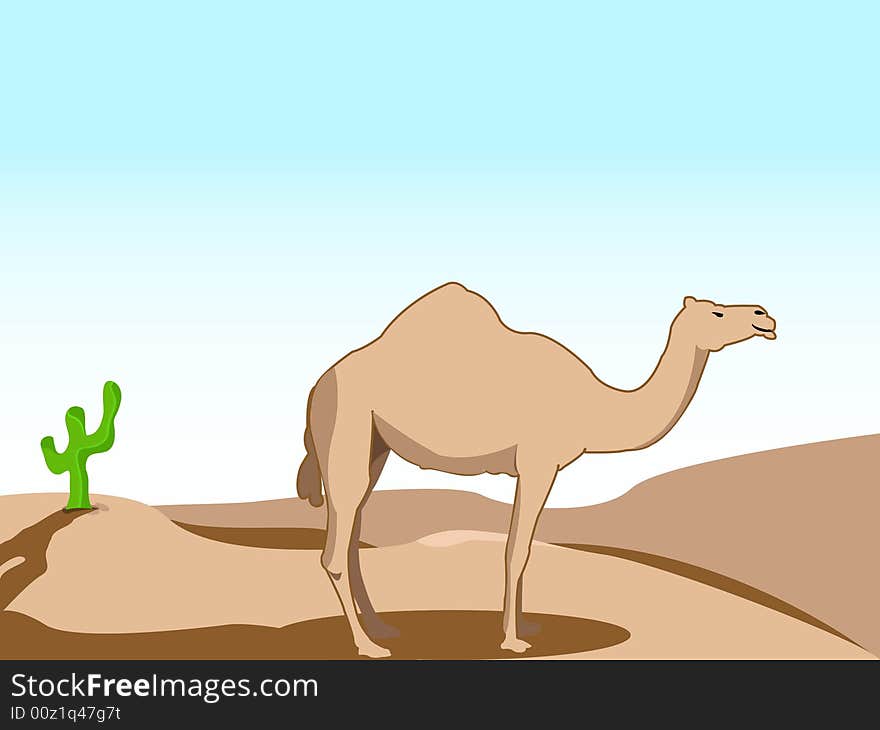 Camel  in desert