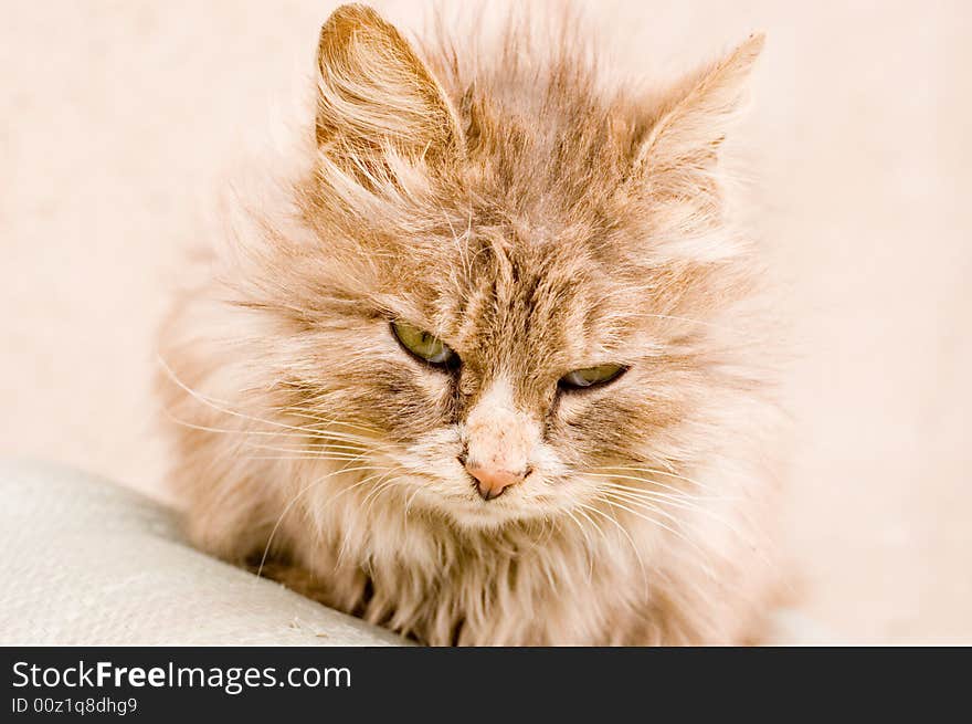 A cat in a farm of beijing