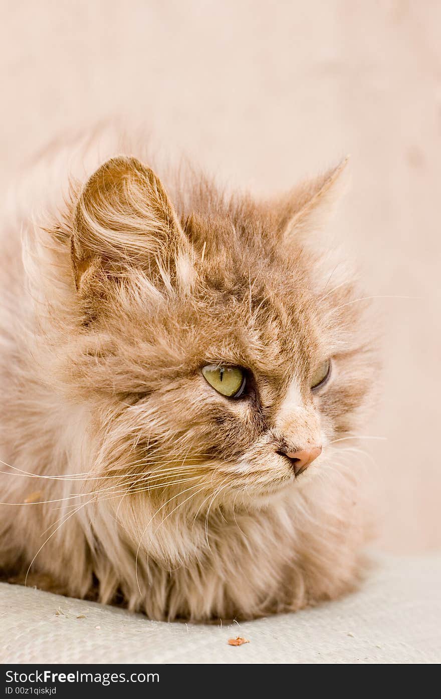 A cute cat in a farm of beijing. A cute cat in a farm of beijing