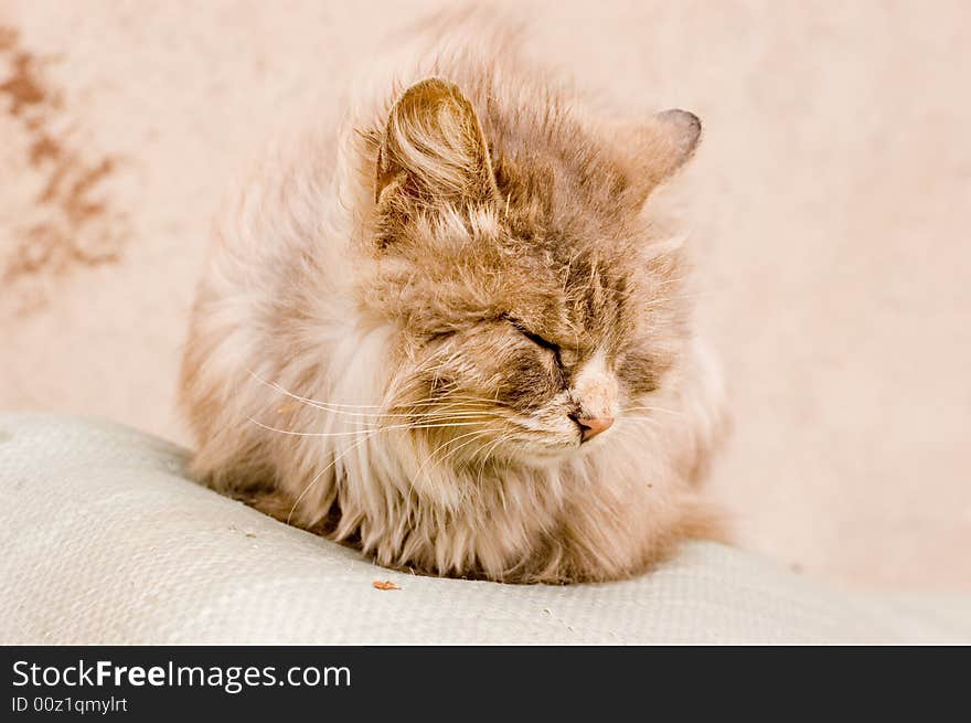 A cute cat in a farm of beijing. A cute cat in a farm of beijing