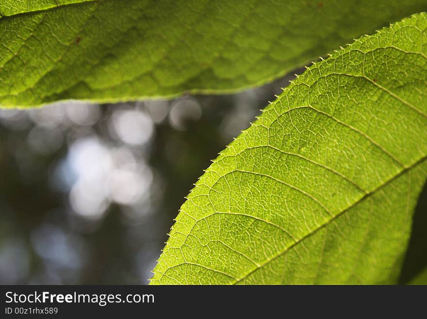 Green leafs in the forest. Green leafs in the forest