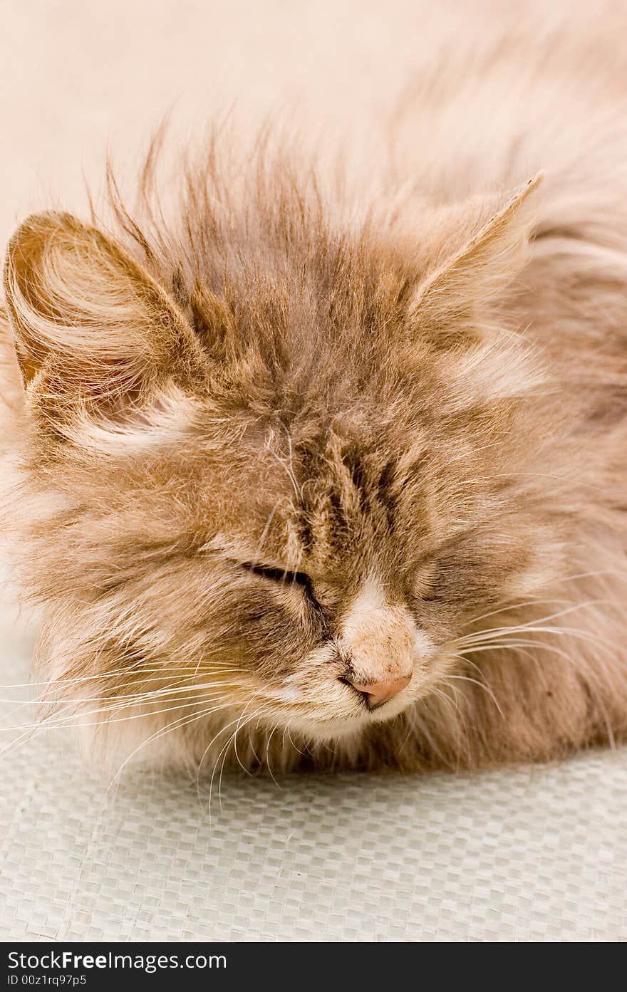 A cat in a farm of beijing