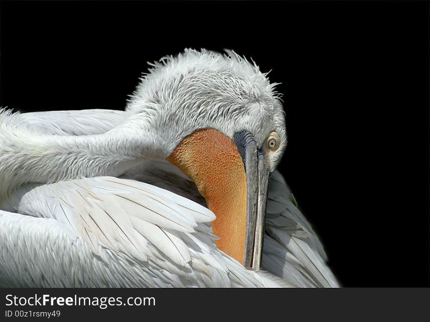 A big pelican carding her feather in black background