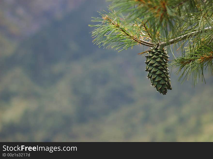 A single muture fruit on the tree. A single muture fruit on the tree