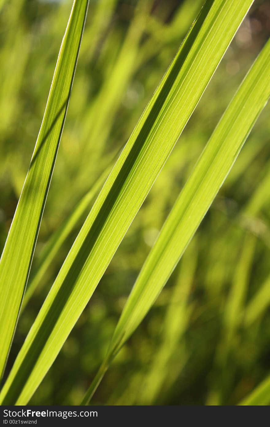 Green Leafs 2