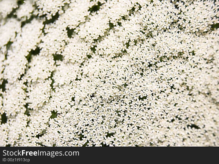 Background of small white flowers. Background of small white flowers