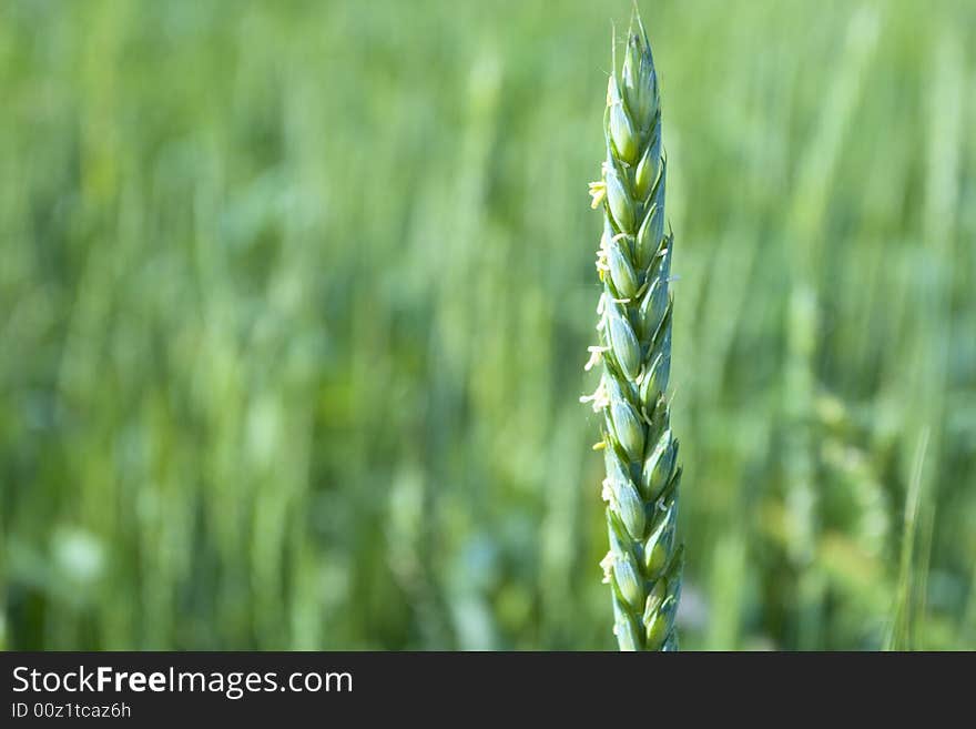 Blossom of the young wheat