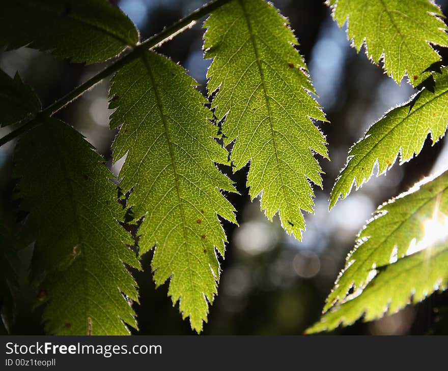 Green leafs in the forest. Green leafs in the forest