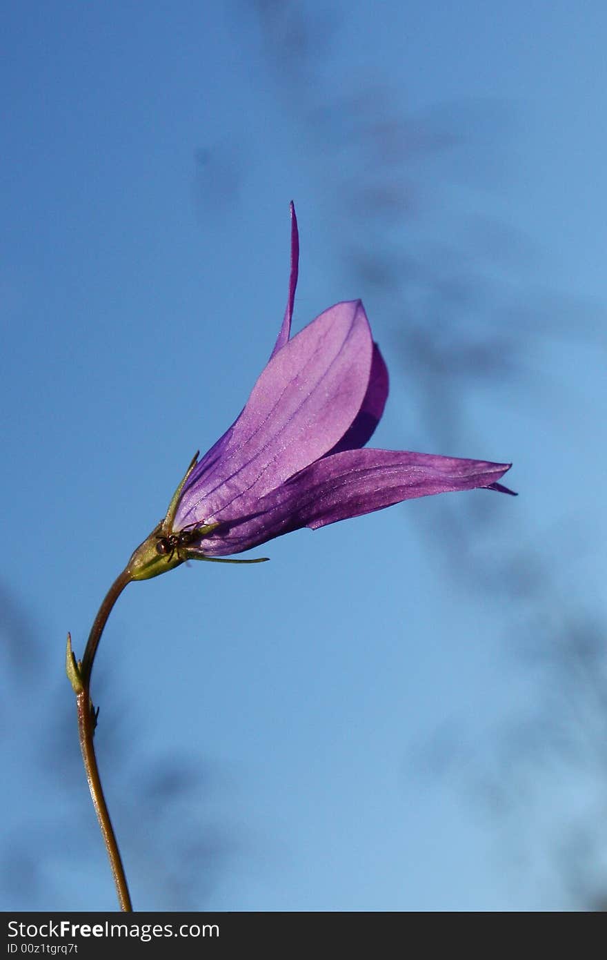 Violet flover on the blue. Violet flover on the blue