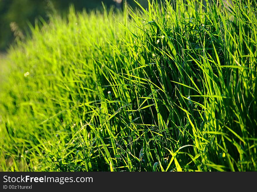 The green grass with sunlight