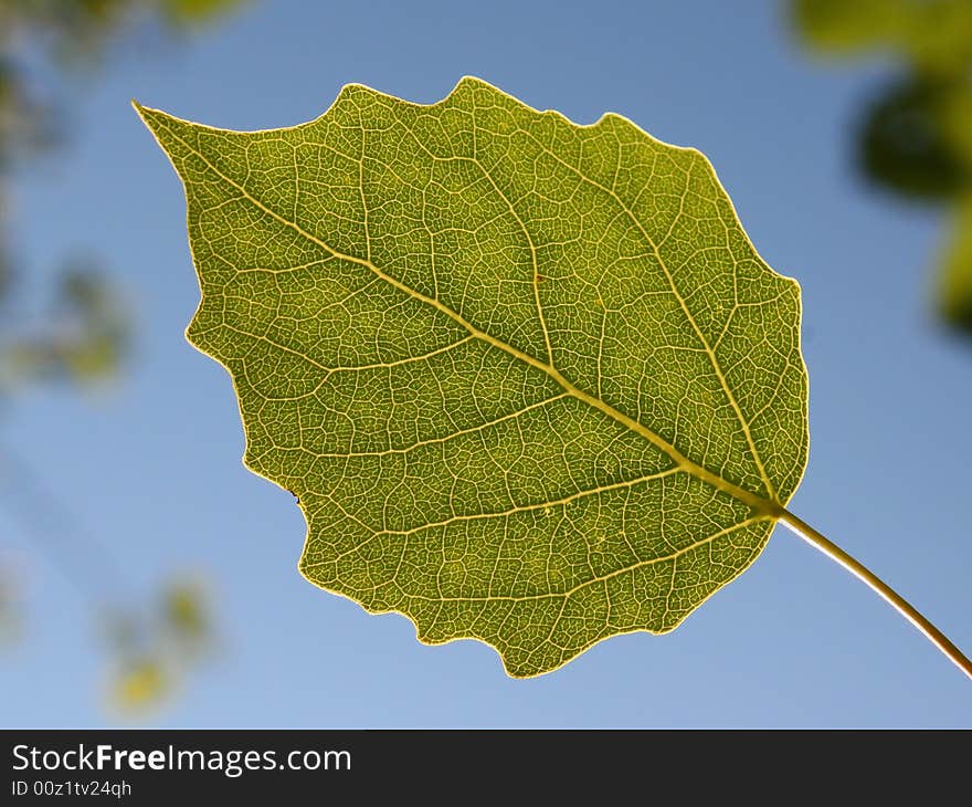 Green leafs in the forest. Green leafs in the forest