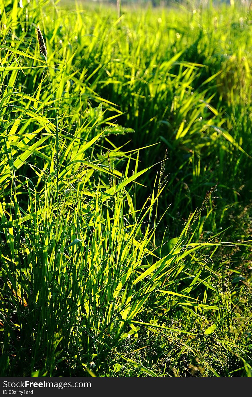 The green grass with sunlight