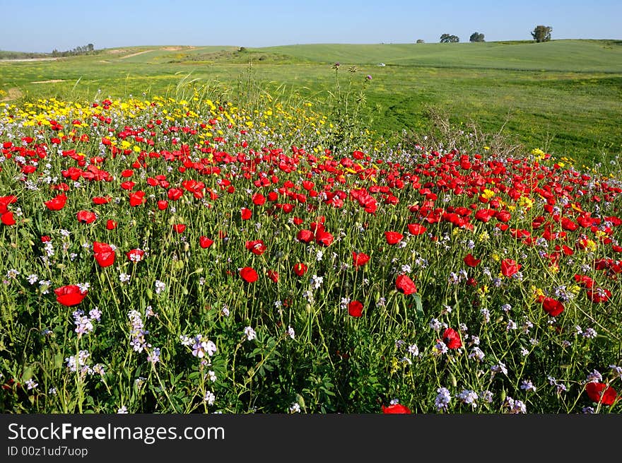 Red popies in front of green fields. Red popies in front of green fields