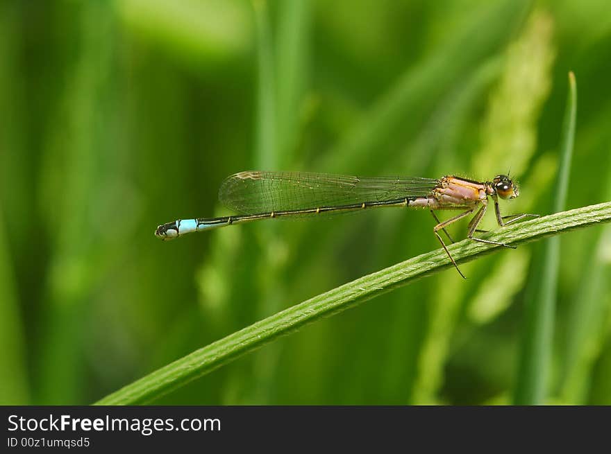 Delicate damselfly resting on vegetation