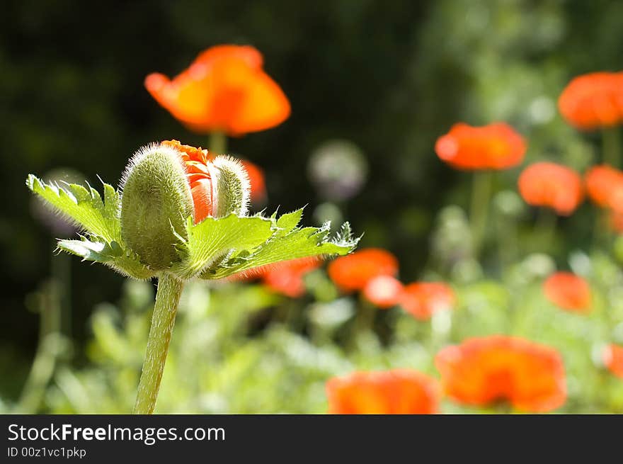 Poppy bad on the poppy field. Poppy bad on the poppy field