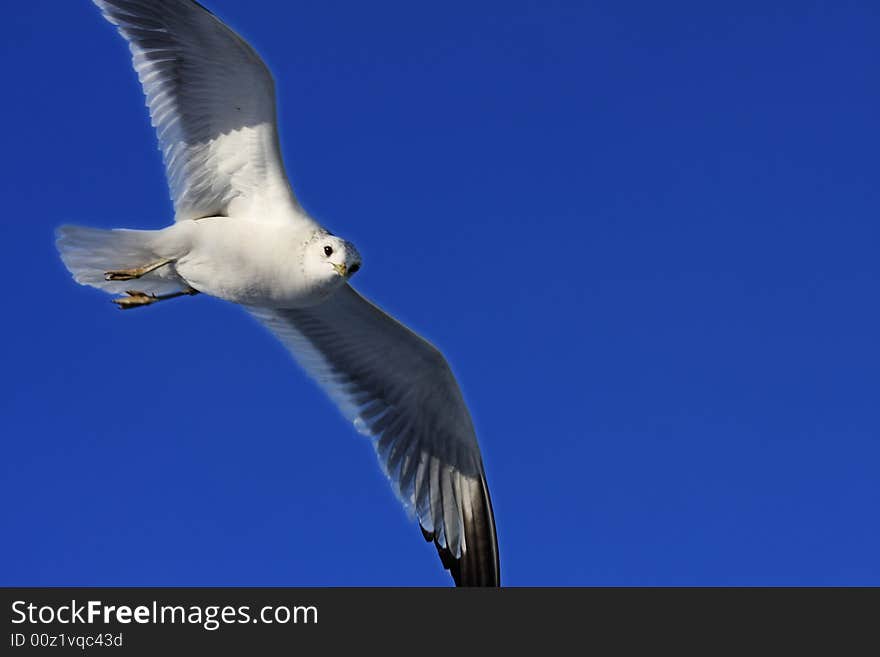 Single seagull is flying high above at deep blue sky and looking down right at me. Single seagull is flying high above at deep blue sky and looking down right at me