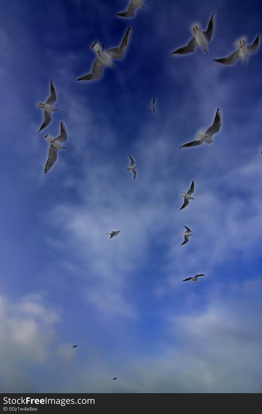 Seagulls are flying high at deep blue sky. Seagulls are flying high at deep blue sky