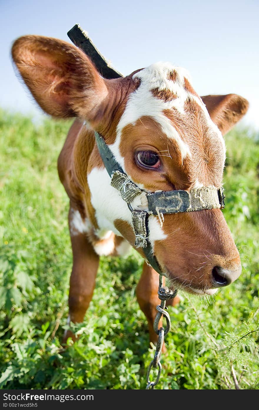 Funny cow portrait