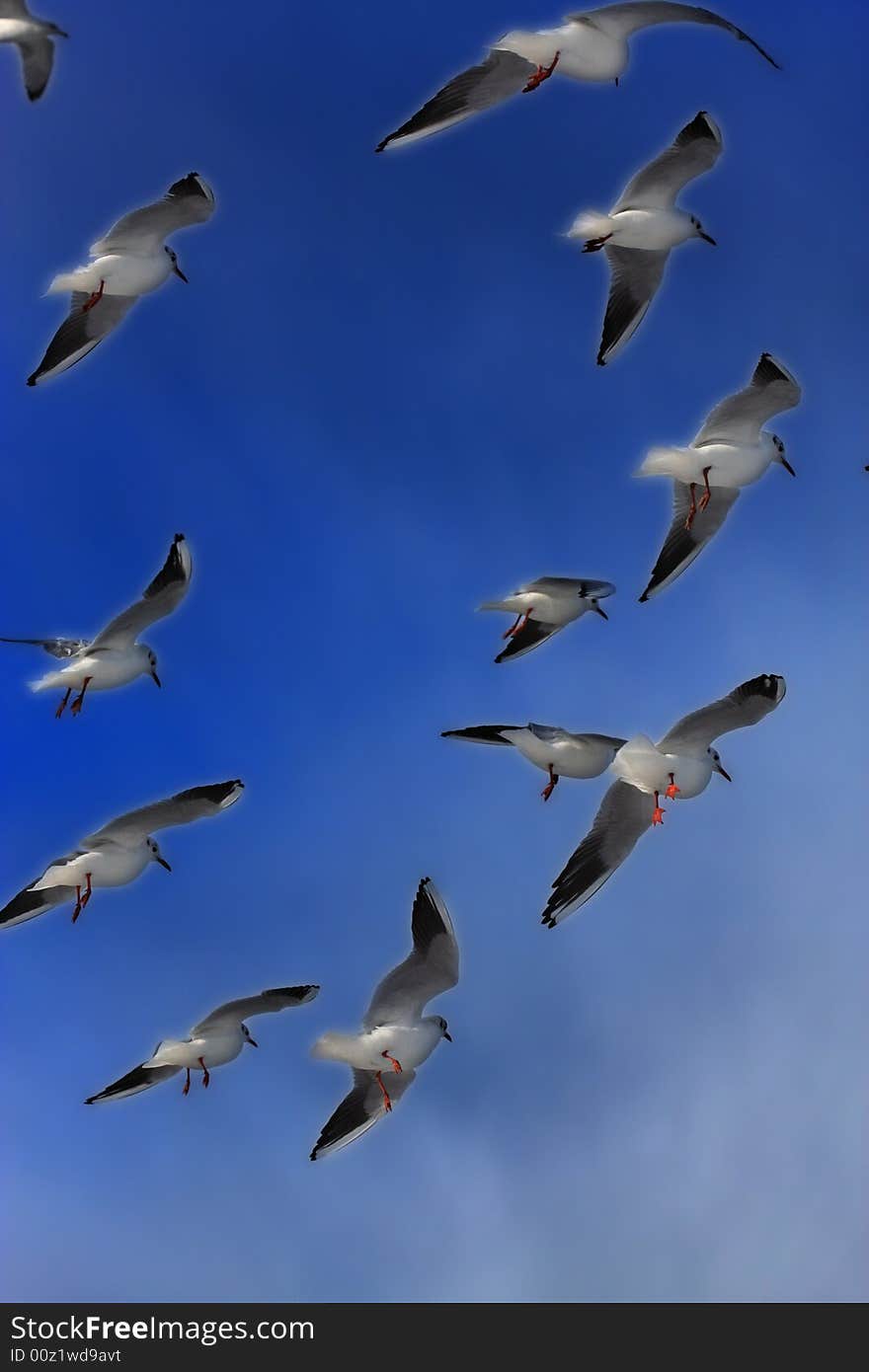 Seagulls are flying high at deep blue sky. Seagulls are flying high at deep blue sky