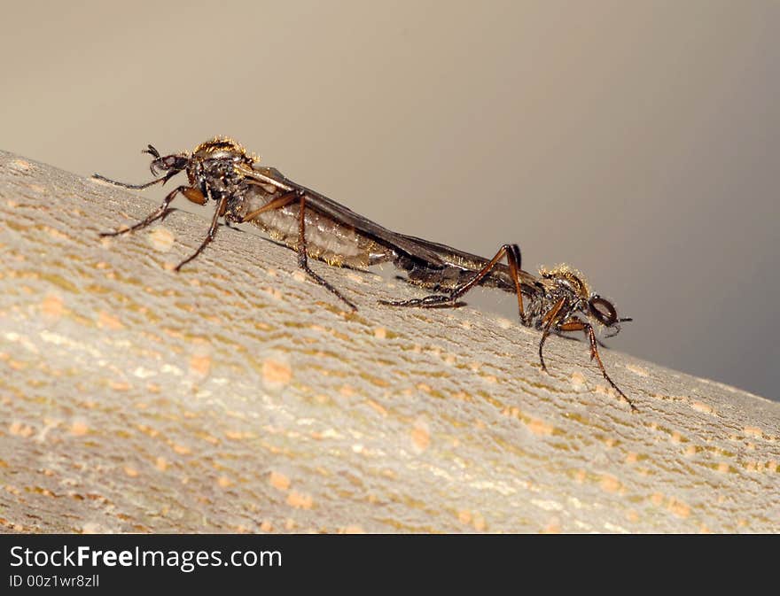 2 mosquito have carried on the copulation on the bough. 2 mosquito have carried on the copulation on the bough.