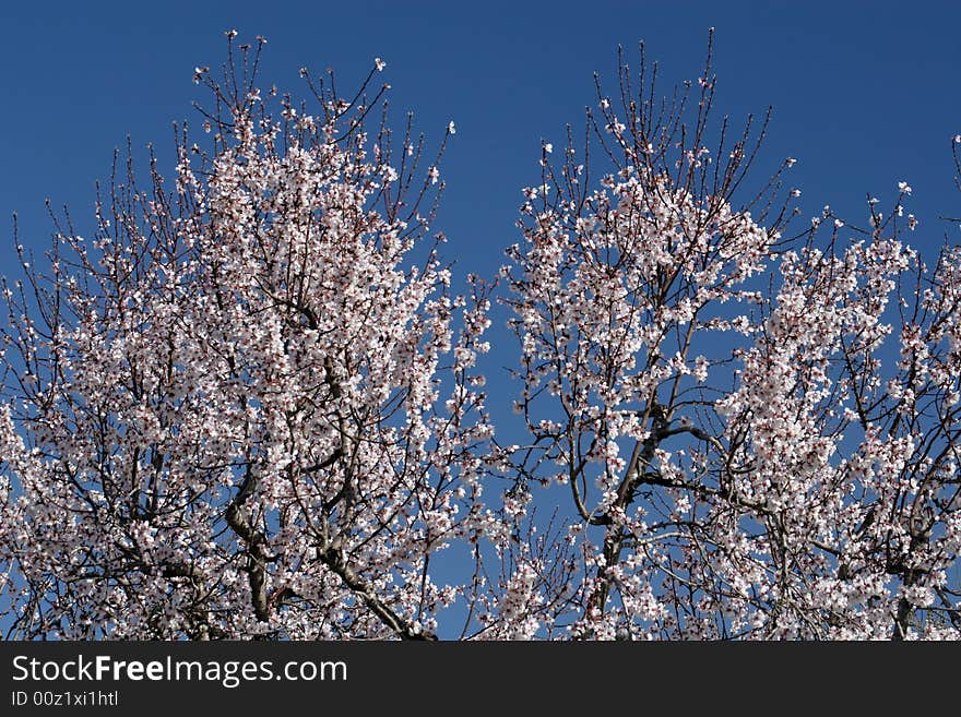 Almond tree