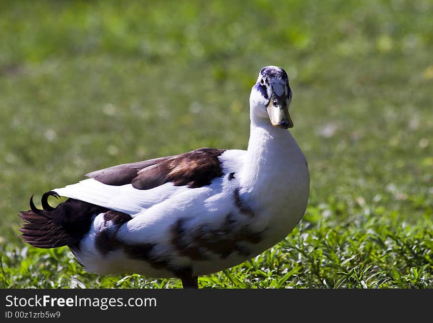 Pretty duck in a park, possibly a crossbreed between a white duck and a mallard duck.