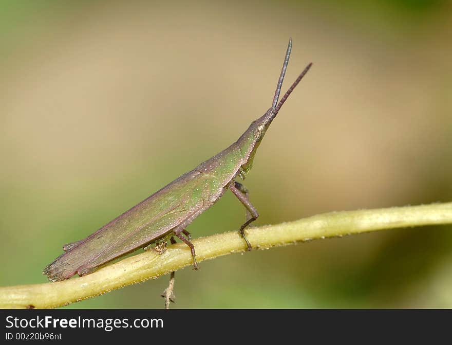 This locust, body's color's deepening, the demonstration, was already the winter. This locust, body's color's deepening, the demonstration, was already the winter.