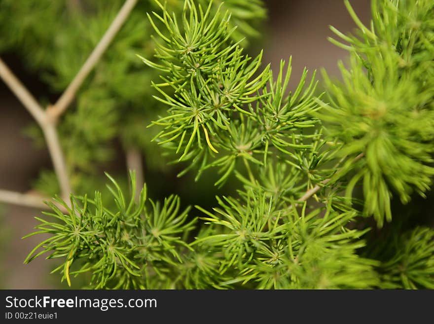 Green leafs in the forest. Green leafs in the forest