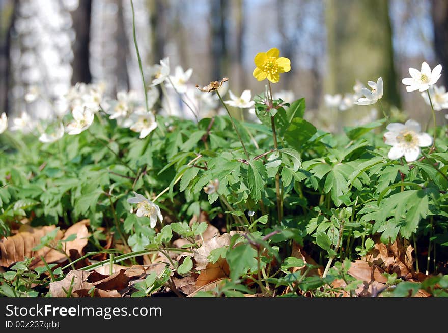 Yellow Flower