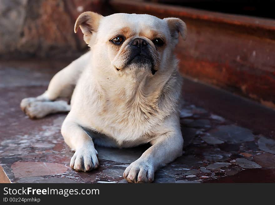 A very cute  dog with eyes water. A very cute  dog with eyes water