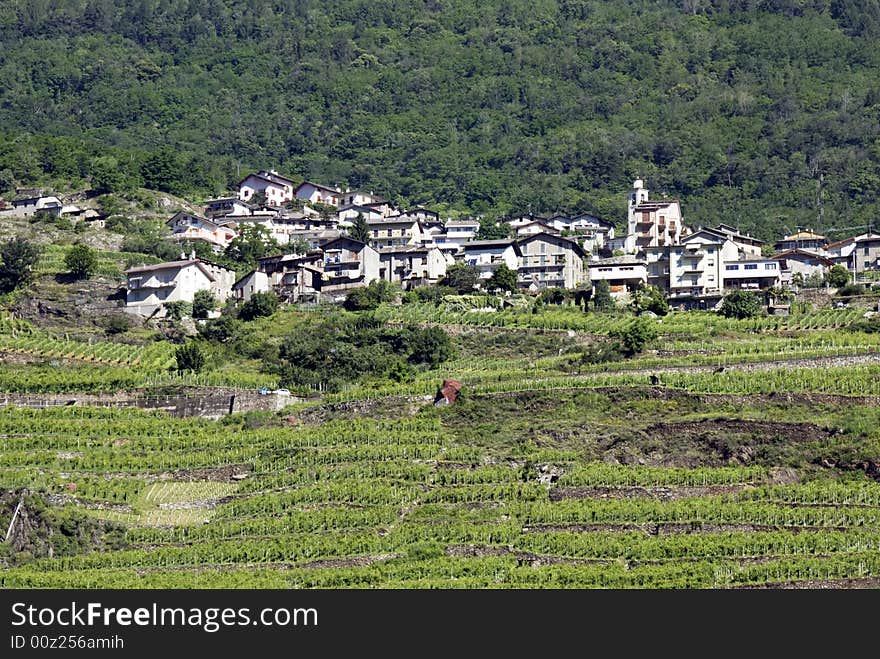 A beautiful vineyard angles with village in the northern Italy. A beautiful vineyard angles with village in the northern Italy