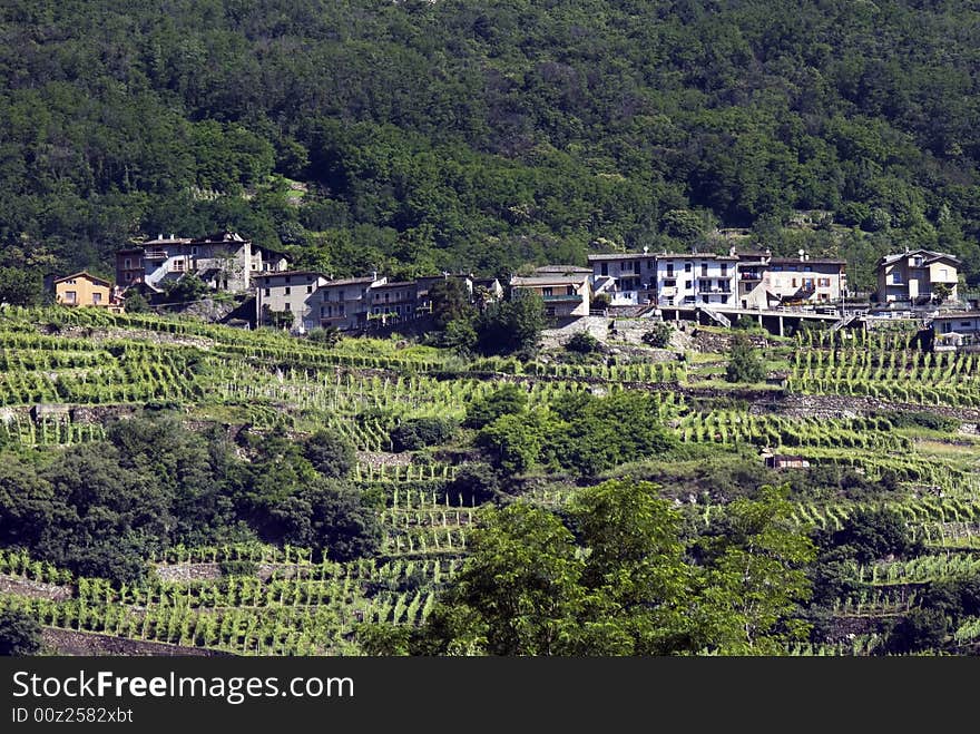 Italian Vineyard Terraces