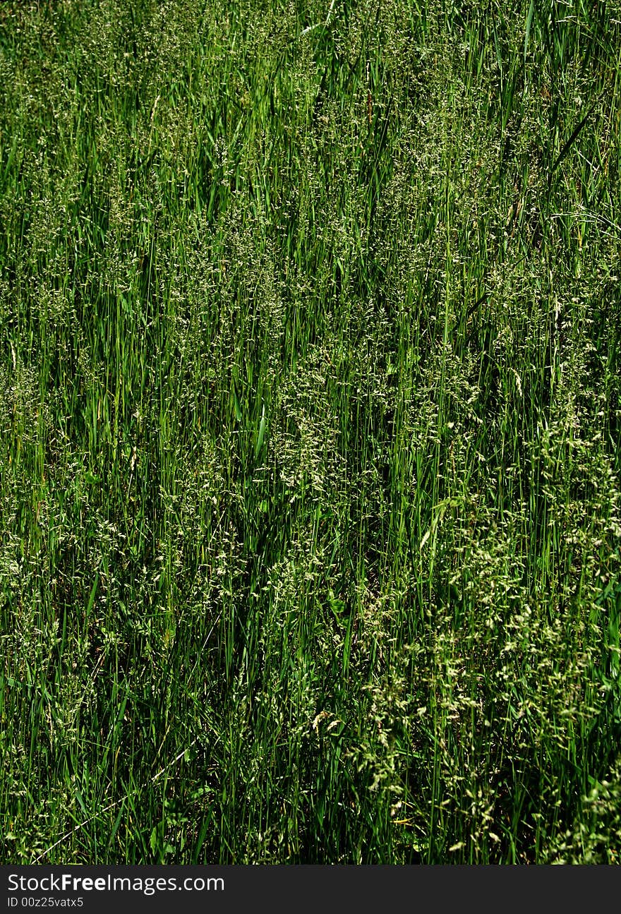 Texture of fresh grass. June. Summer time. Texture of fresh grass. June. Summer time.