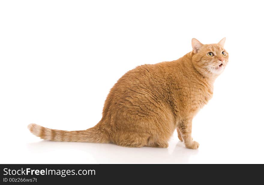 Red cat isolated on a white