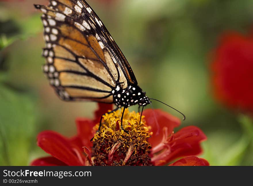 Monarch butterfly feeding on flower in garden in summer