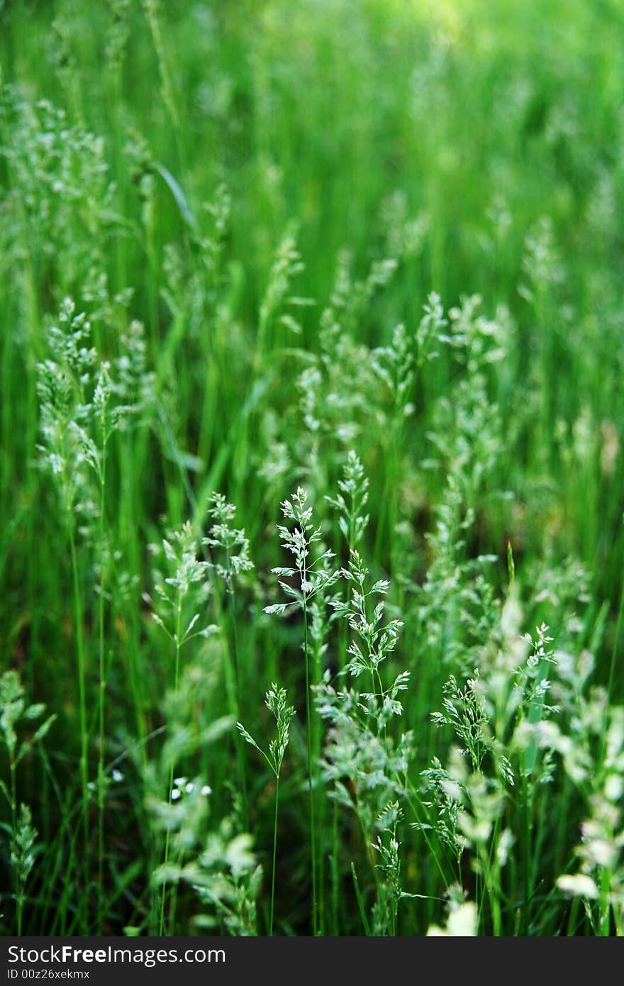 Texture of fresh grass. June. Summer time. Texture of fresh grass. June. Summer time.