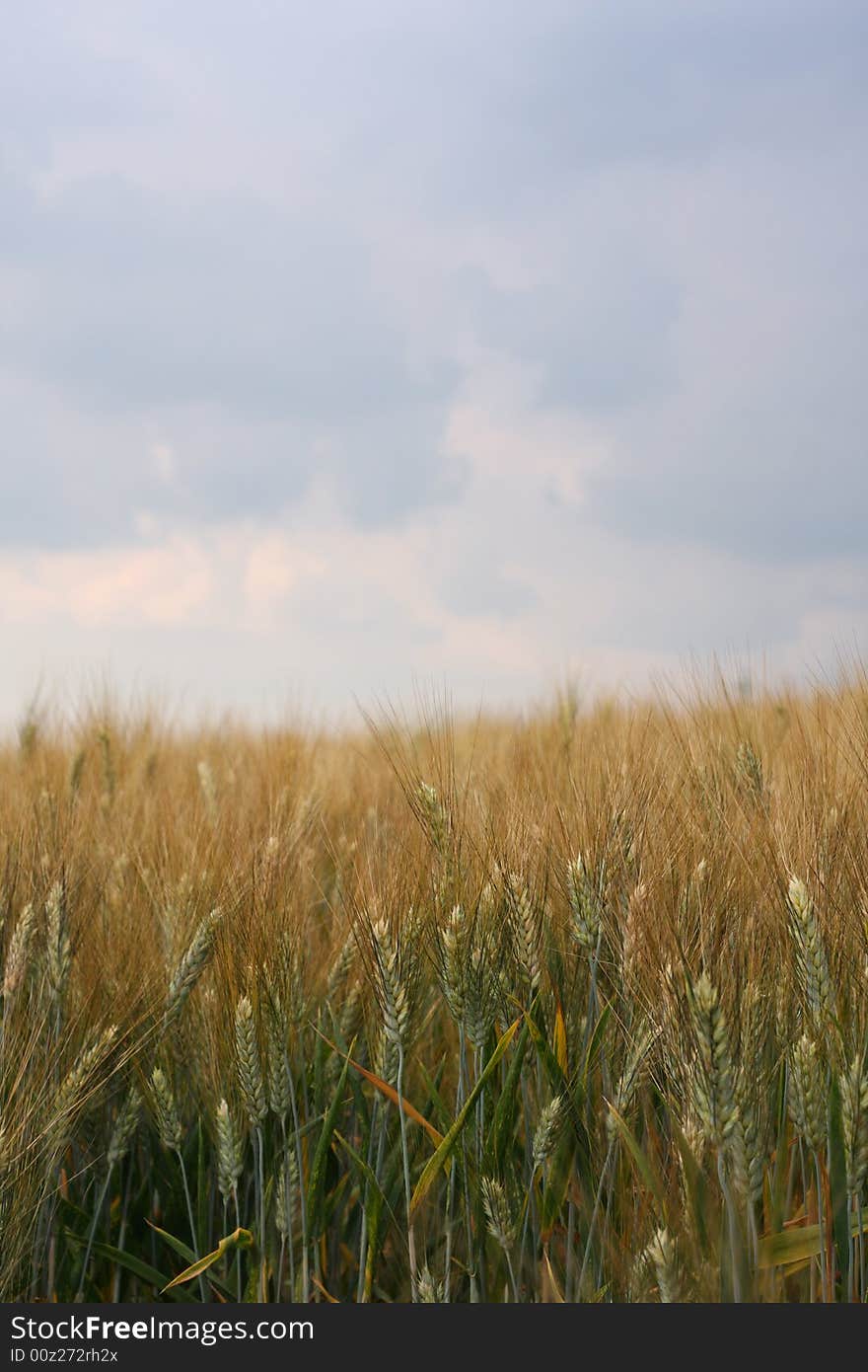 Wheat, ear of wheat field. Wheat, ear of wheat field