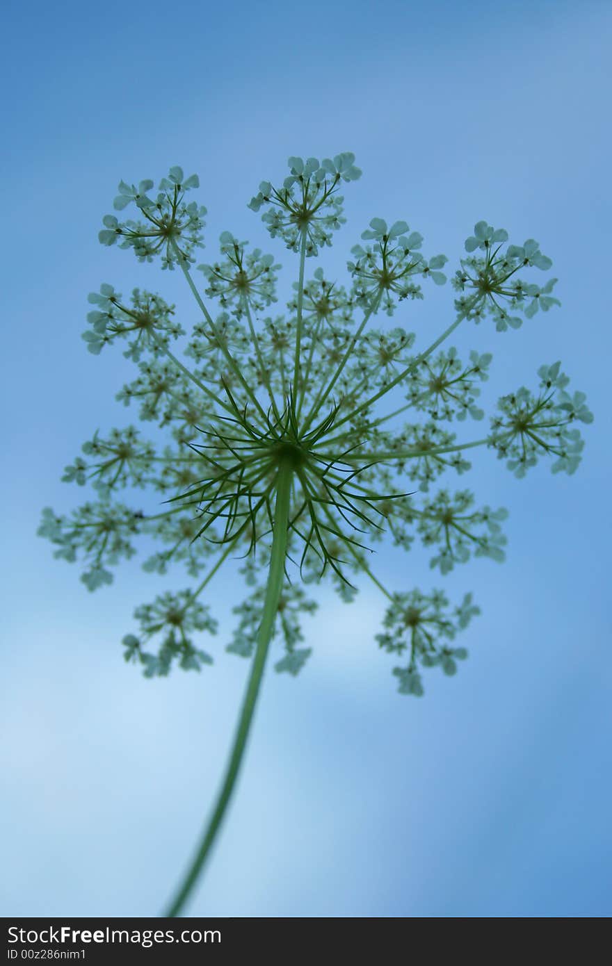 White flower against blue sky