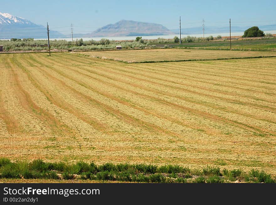 Farm wheat feild just cut and bailed and bailes taken away. Farm wheat feild just cut and bailed and bailes taken away