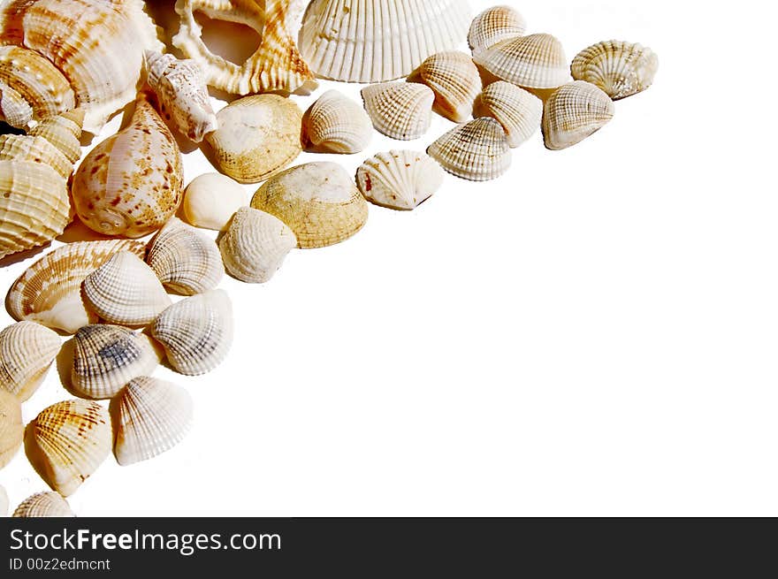 Seashells on white with a lot of copy space