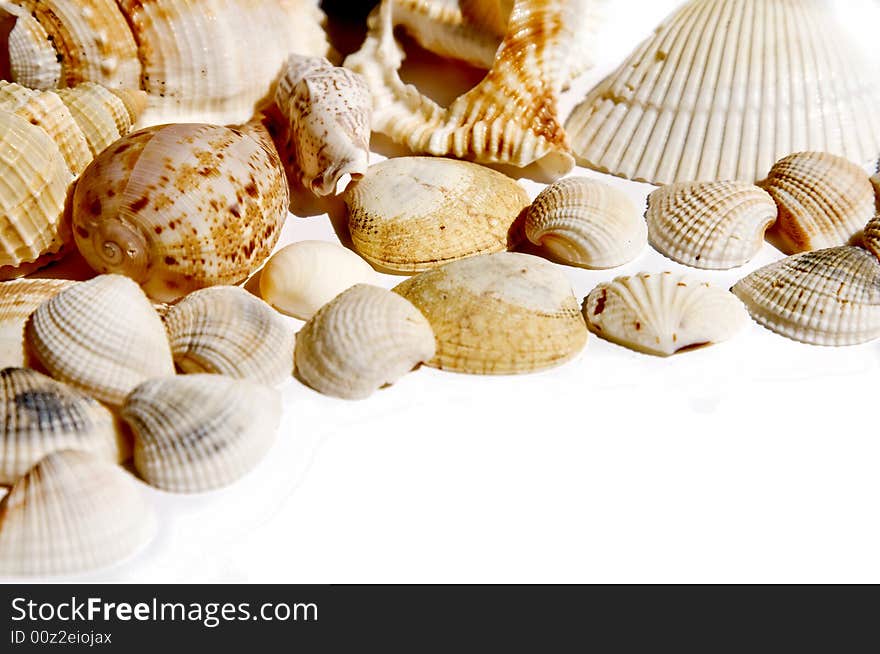 Seashells on white with a lot of copy space