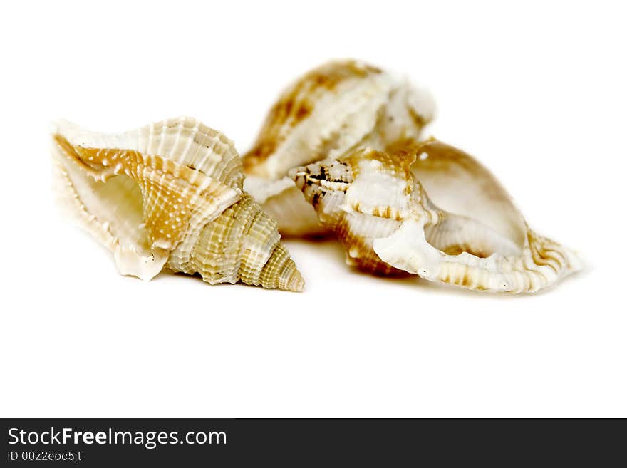 Seashells on white with a lot of copy space