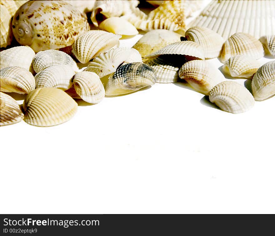 Seashells on white with a lot of copy space