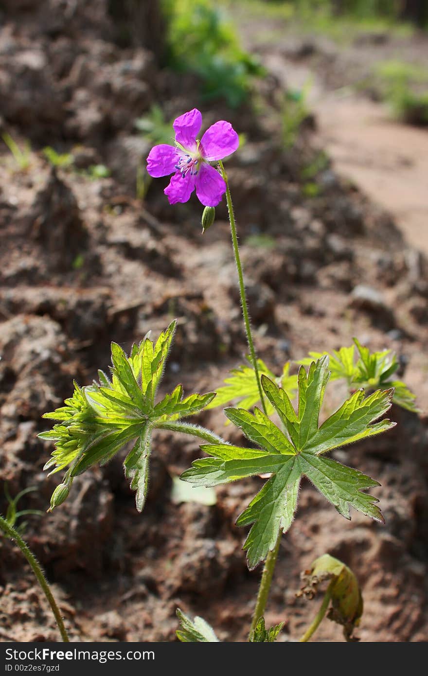 Beautiful flower as background image. Beautiful flower as background image