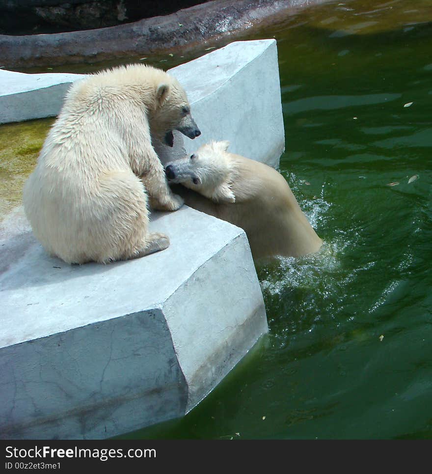 White bear cubs play on artificial island. White bear cubs play on artificial island