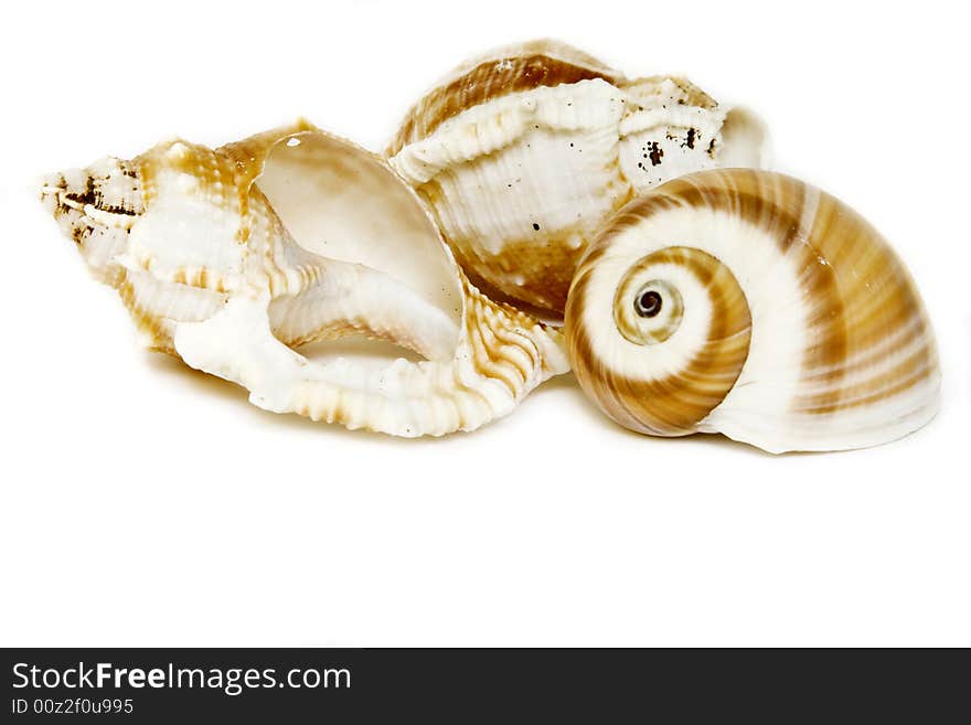 Seashells on white with a lot of copy space